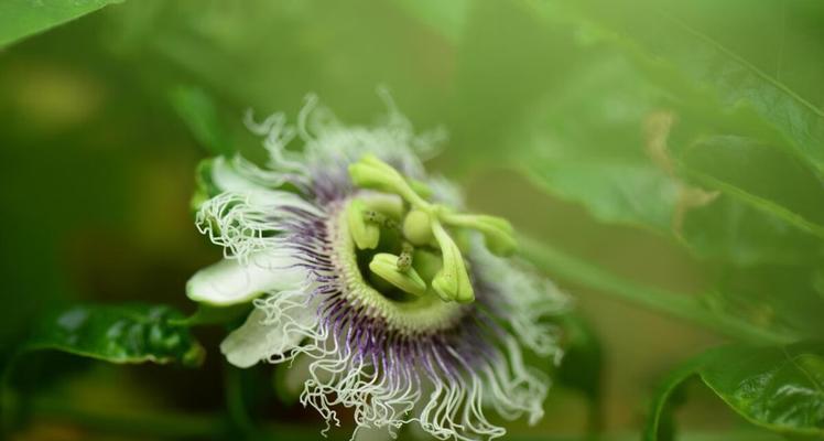 以西番莲的花语与传说（神秘的以西番莲）