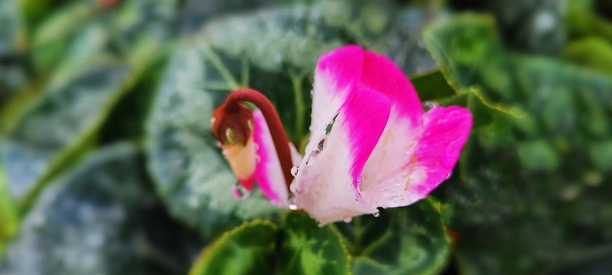 以仙客来的花语及含义（揭开花朵背后的秘密）