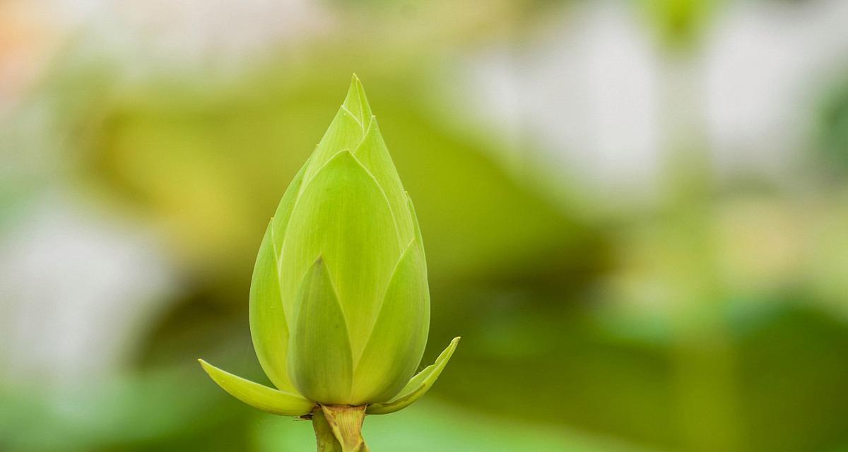 纯洁之花（纯洁美丽的植物与其寓意）