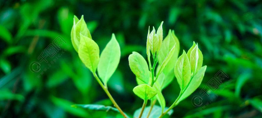 绿色环保的植物（探索绿色环保的植物世界）