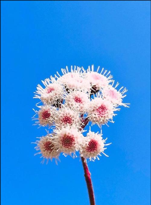 坚韧不拔的植物（在逆境中迎难而上）