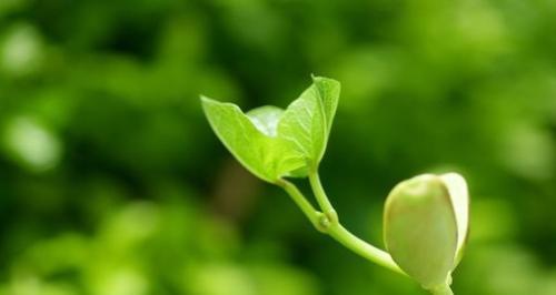 生命的奋斗——以象征努力向上的植物为主题（在漫漫生命路上不息奋斗的植物世界）