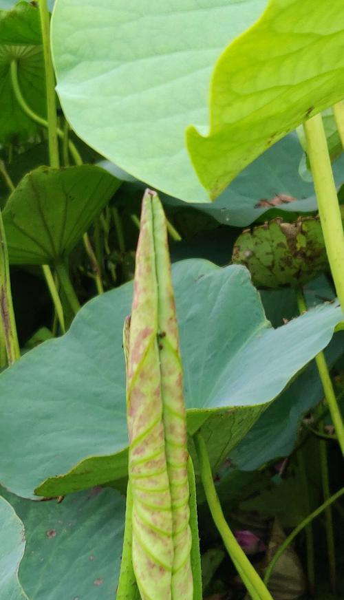 清廉之花（从植物中汲取清廉力量）