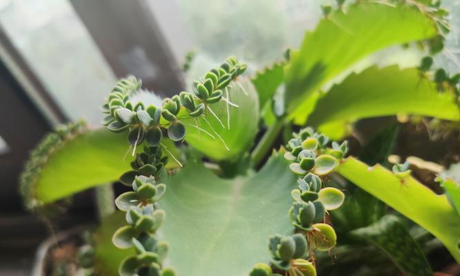 生命力顽强的植物世界（以生生不息的植物为主题）