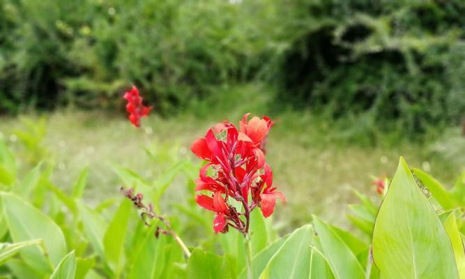 植物中的无私奉献（探索自然界中的无私植物世界）