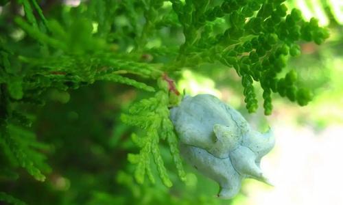 禅意植物（探索禅意植物的魅力）