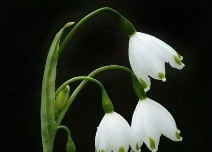 雪滴花（传说中的花语与美丽神话）