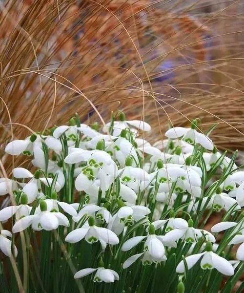 雪莲花传说（探寻雪莲花的神奇传说与花语之谜）