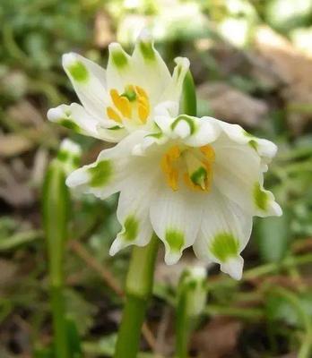 雪莲花传说（探寻雪莲花的神奇传说与花语之谜）