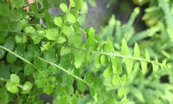 以羊齿花语与含义的深入探索（揭开以羊齿花的神秘面纱）