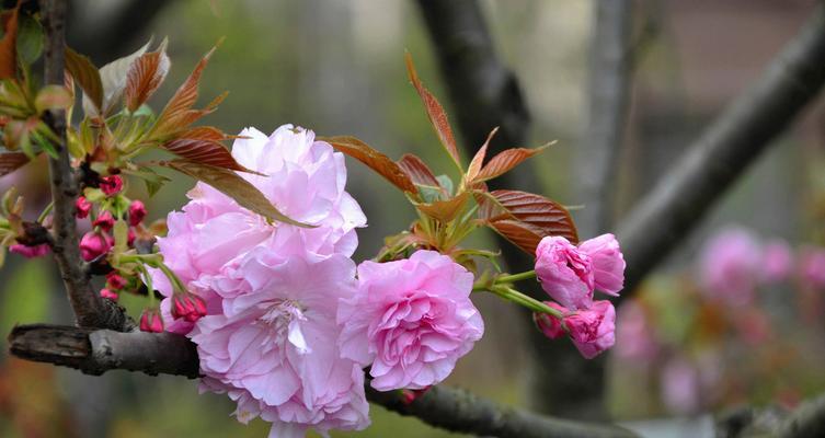 樱花的美与寓意（揭秘樱花的象征与文化意义）