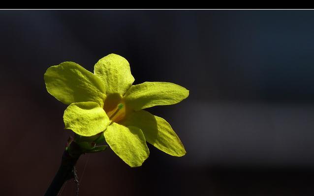 迎春花（迎春花的美丽与象征意义）