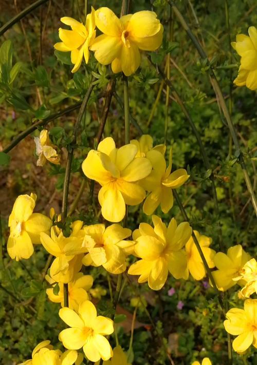 迎春花（迎春花的花语与文化传说）