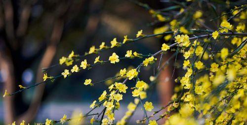 迎春花（迎春花的花语与文化传说）