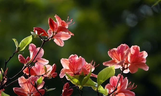 映山红花语与寓意（一朵鲜花蕴含的情感与寄托）