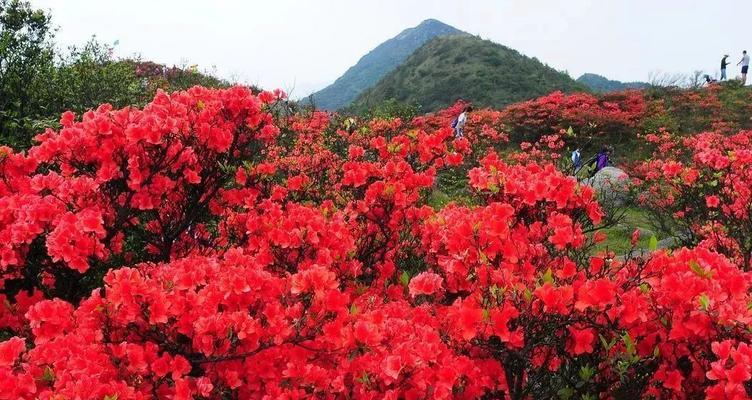 映山红花语与代表意义（探寻映山红花语言背后的深意）