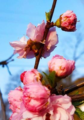 以榆叶梅的花语及作用（传递祝福与希望的榆叶梅）