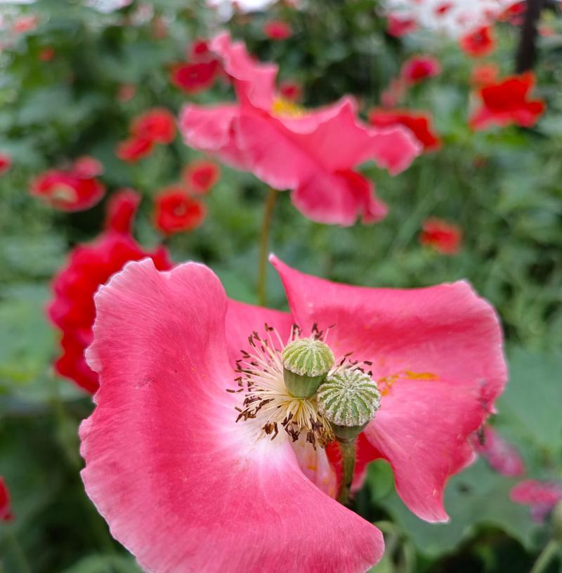 虞美人花语与传说（探寻虞美人的花语和神秘传说）