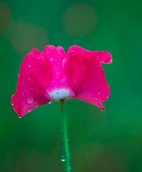 虞美人花语之美丽的诱惑（探寻虞美人花语的深意与魅力）