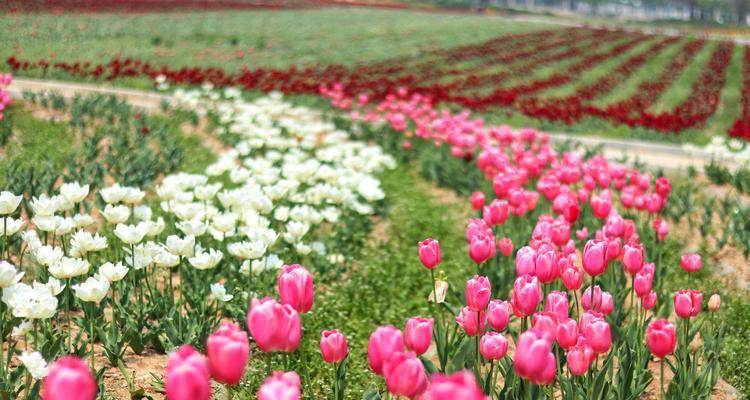 郁金香花语告诉您适合送给什么人，让心意传达无言（以郁金香表达真挚情感）