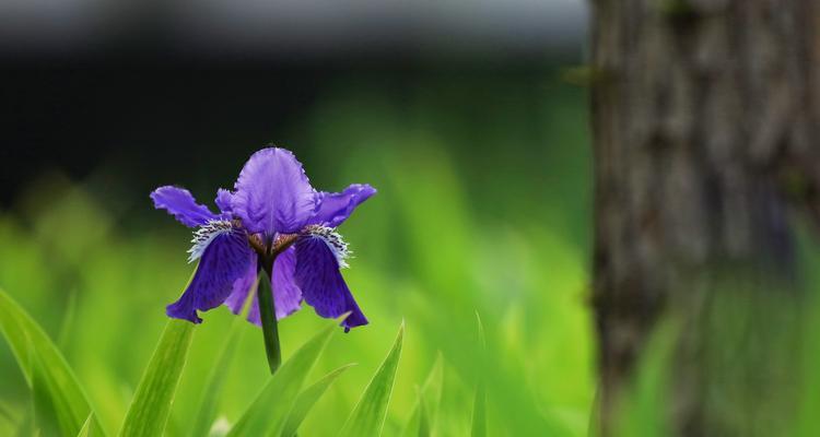 五种代表友谊的花，你都知道吗（用花语传递友谊的美好情感）