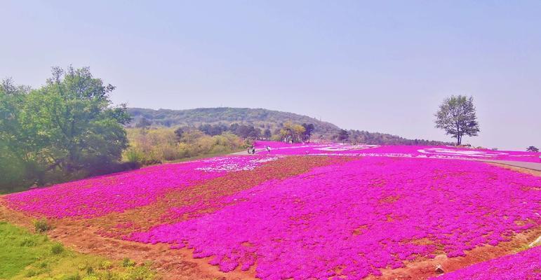 芝樱的花语及其名称由来（美丽的花语）