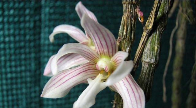 以肿节石斛的花语和含义（探寻以肿节石斛花语的意义）