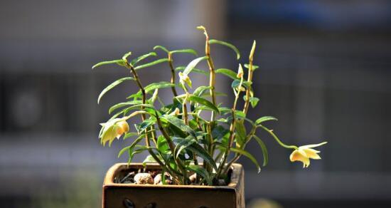 以肿节石斛的花语和含义（探寻以肿节石斛花语的意义）