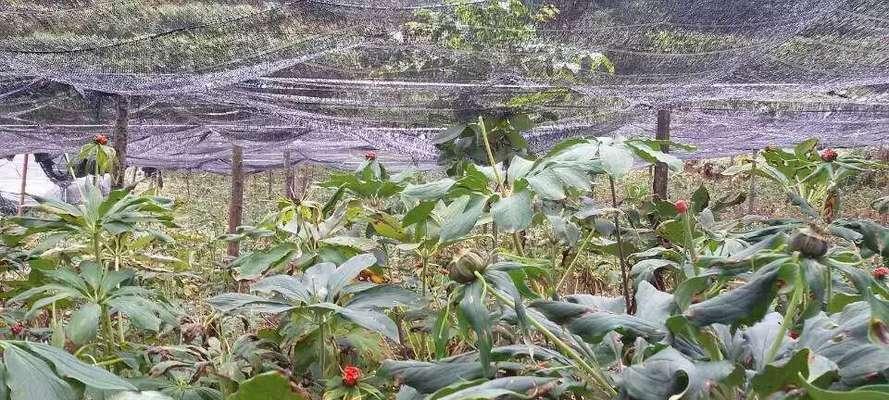 重楼花语的象征意义及文化传承（美丽的花朵）