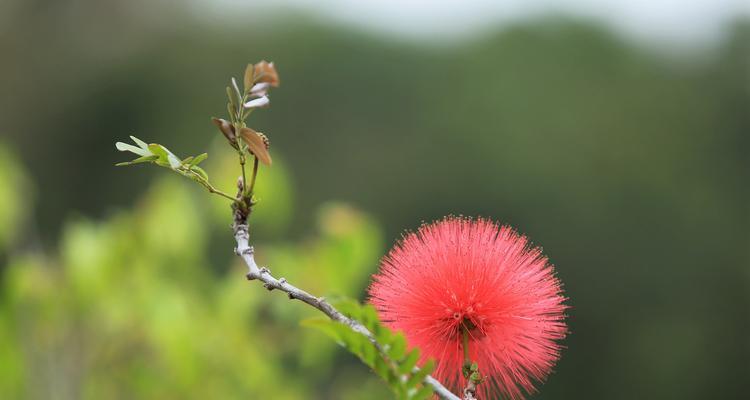 朱缨花的花语与象征意义（红色之花的美丽与深意）