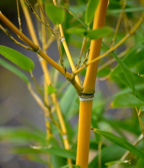 竹子开花（探秘竹子开花的寓意与象征）