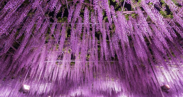 紫藤花的象征意义与传承（神秘）