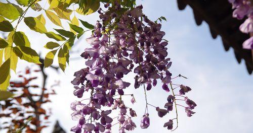 紫藤花的象征意义与传承（神秘）