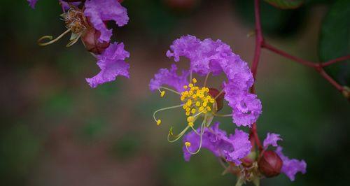 紫薇花的花语与传说（花开淡紫）