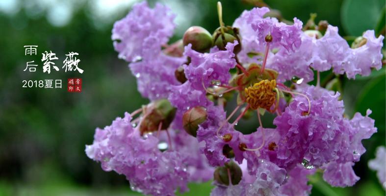 紫薇花的花语与传说（花开淡紫）