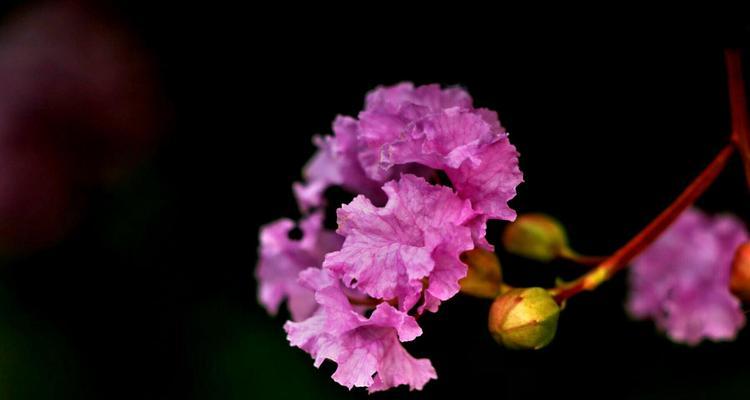 紫薇花的花语与传说（花开淡紫）