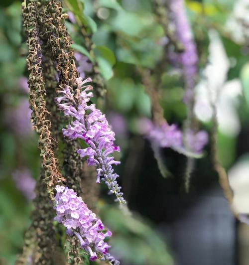 醉鱼草的花语与文化背景（探寻醉鱼草的寓意与传承）