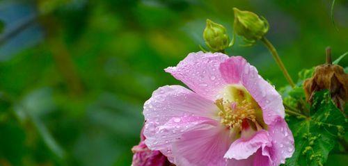 白芙蓉花的象征意义（探寻白芙蓉花的文化内涵）