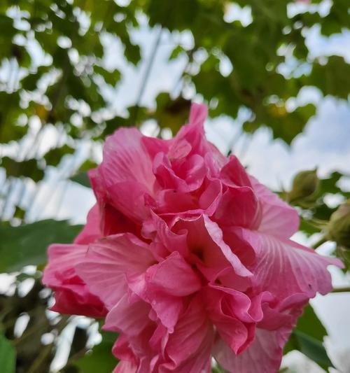 芙蓉花盛开，富贵荣华（以芙蓉花象征富贵荣华）