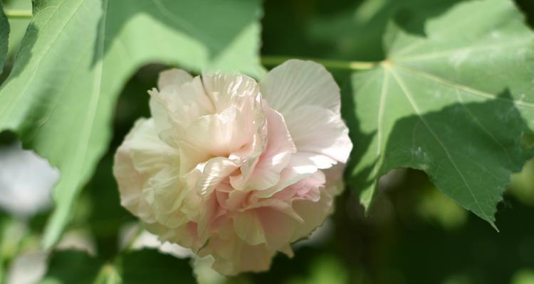 芙蓉花盛开，富贵荣华（以芙蓉花象征富贵荣华）