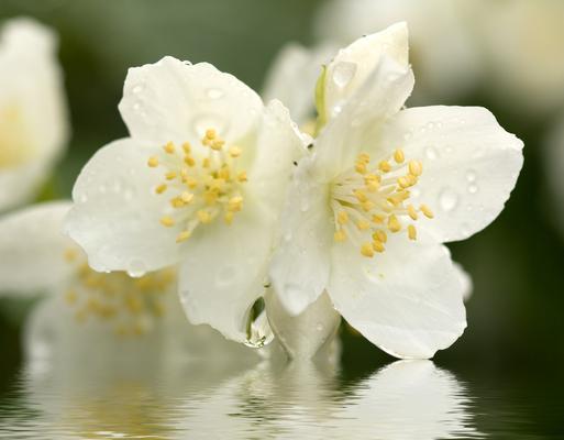 茉莉花的花语及其适合的赠送场合（茉莉花的花语是什么）