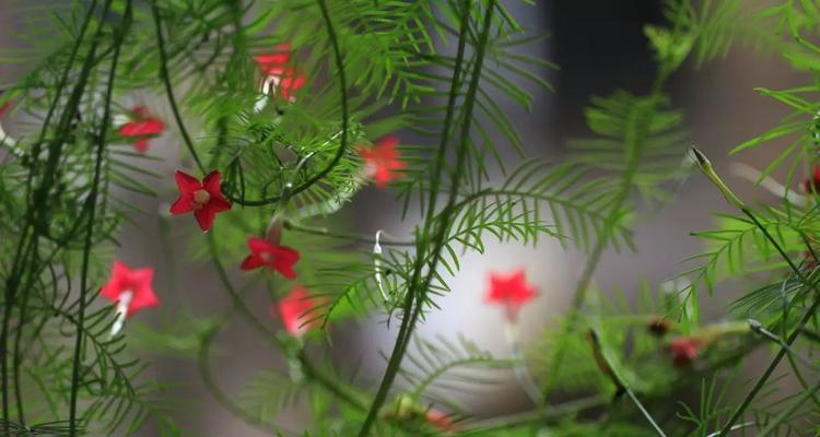 茑萝的花语和植物文化（茑萝花的意义和传统用途）