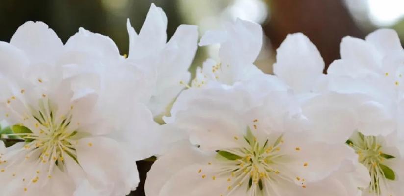 以荼蘼的花语与传说（永恒的爱与重逢之花——以荼蘼）