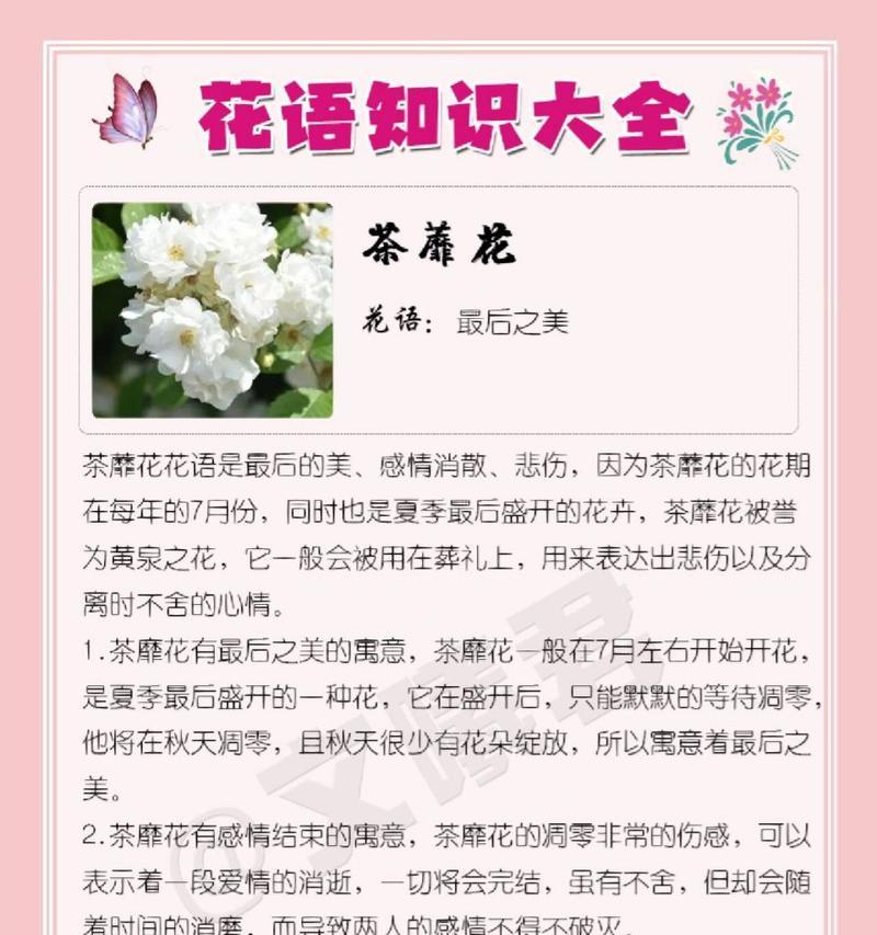 以荼蘼的花语与传说（永恒的爱与重逢之花——以荼蘼）