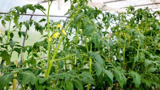 大棚西红柿的最佳种植时间（从种植季节到管理技巧）