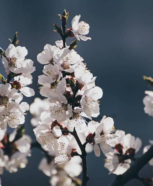 杏树花的色彩世界（揭开杏花神秘面纱）