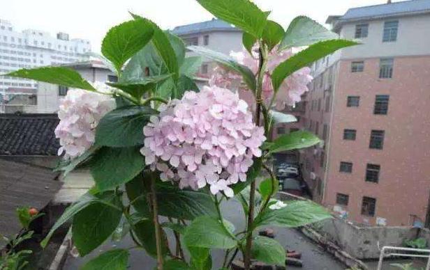 怎样给绣球花浇水（浇水时间、浇水量、浇水技巧）