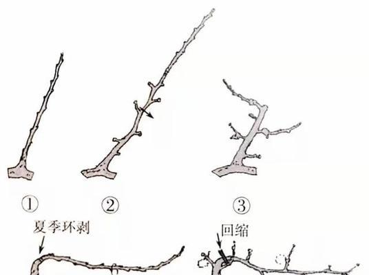 如何正确修剪塞布丽娜绣球（塞布丽娜绣球修剪技巧及注意事项）