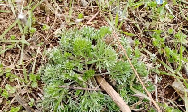 农村常见植物茵陈的种类和用途（茵陈在农村的别名及药用）