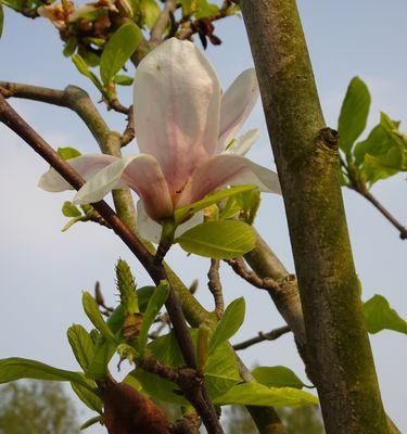 广玉兰——一种典型的被子植物（了解广玉兰的特点和生长习性）